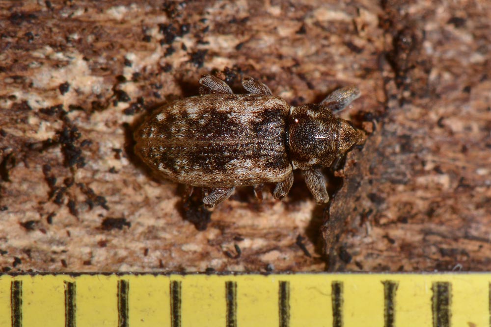 Dorytomus ictor, Curculionidae